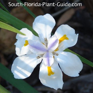 www.south-florida-plant-guide.com